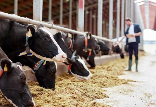 Тваринництво та переробка сільськогосподарської продукції