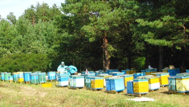 Реєстрація суб’єктами господарювання своїх пасік є обов’язковою Реєстрація суб’єктами господарювання своїх пасік є обов’язковою