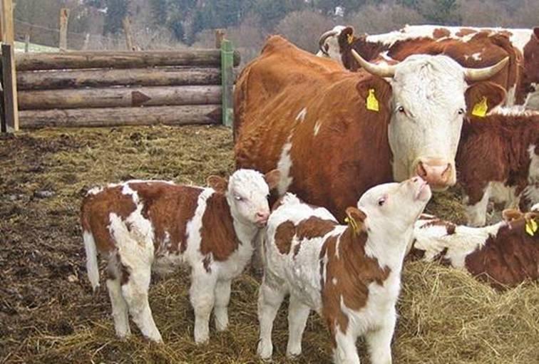 Завершення другого етапу приймання документів на виплату дотації за утримання молодняку великої рогатої худоби Завершення другого етапу приймання документів на виплату дотації за утримання молодняку великої рогатої худоби