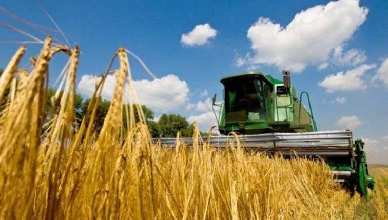 Аграрії Прикарпаття намолотили 311 тисяч тонн зерна та завершили збирання озимих ячменю та ріпаку