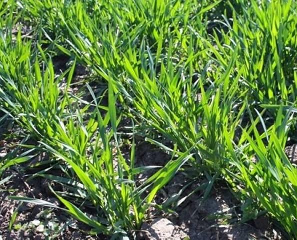 Оперативна інформація про фітосанітарний стан посівів та насаджень в області  станом на 19.04.2018 року