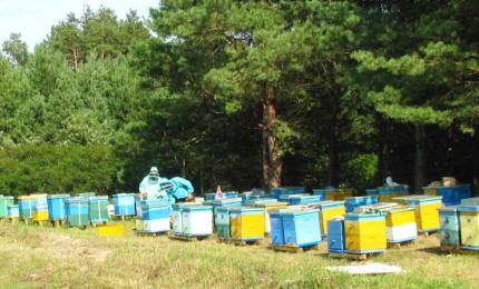 Реєстрація суб’єктами господарювання своїх пасік є обов’язковою