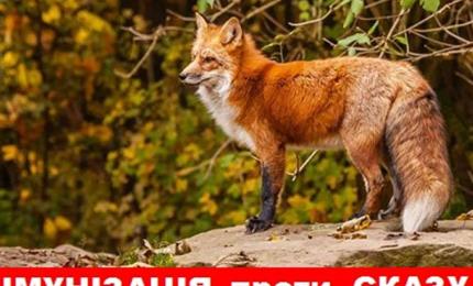 На Прикарпатті проведуть пероральну імунізацію диких тварин проти сказу