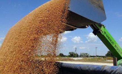 Прикарпатські хлібороби намолотили понад півмільйона тонн зерна ранніх зернових і зернобобових культур