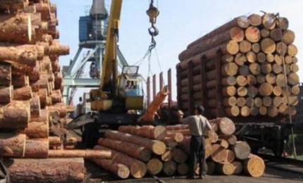 ДФС посилює заходи з протидії незаконному вивезенню лісоматеріалів