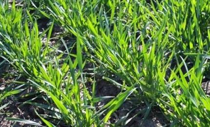 Оперативна інформація про фітосанітарний стан посівів та насаджень в області  станом на 19.04.2018 року