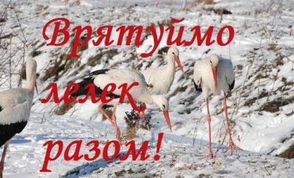 На Коломийщині закликають врятувати лелек: поради екологів